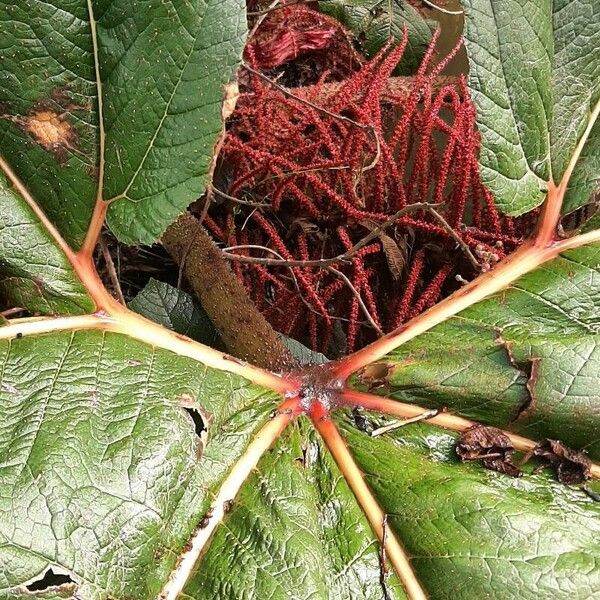 Gunnera insignis Frucht