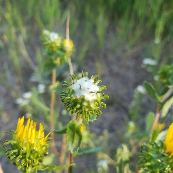 Grindelia squarrosa Flower