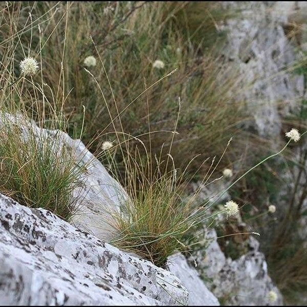 Allium saxatile Costuma