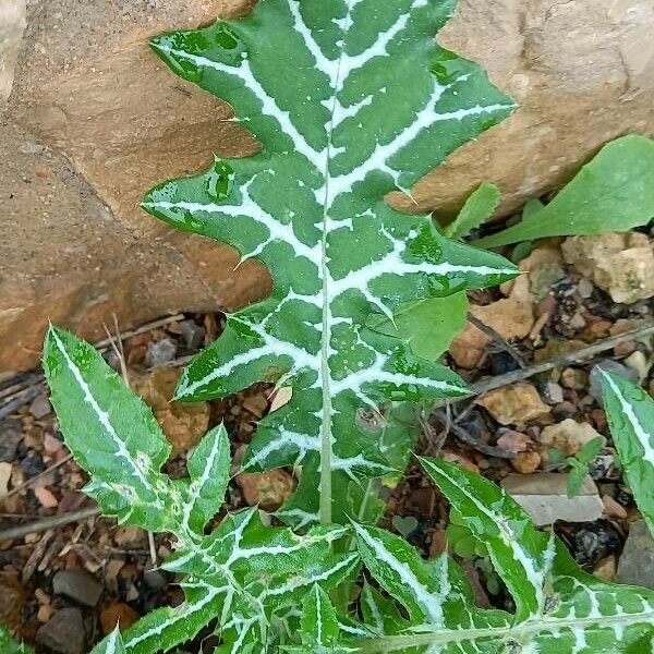 Galactites tomentosus Blad