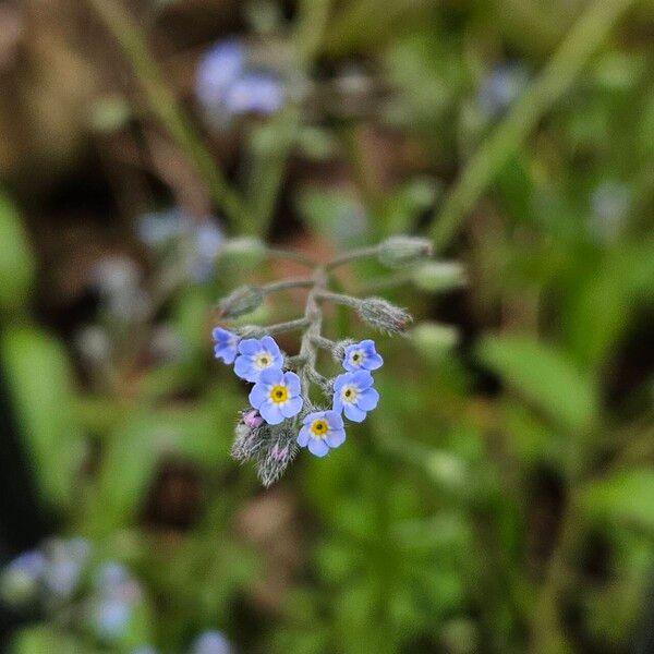 Myosotis arvensis Floro