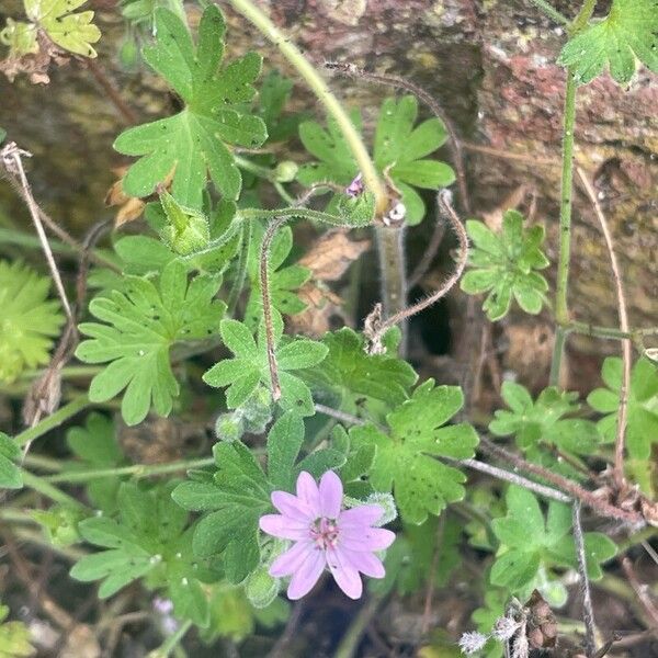 Geranium pusillum Leaf