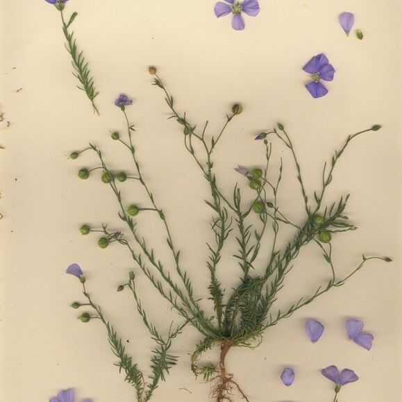 Linum leonii Habit