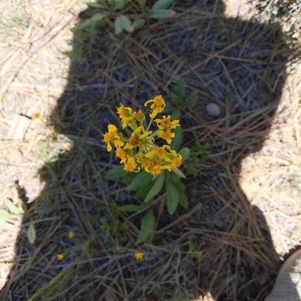 Senecio integerrimus Floare