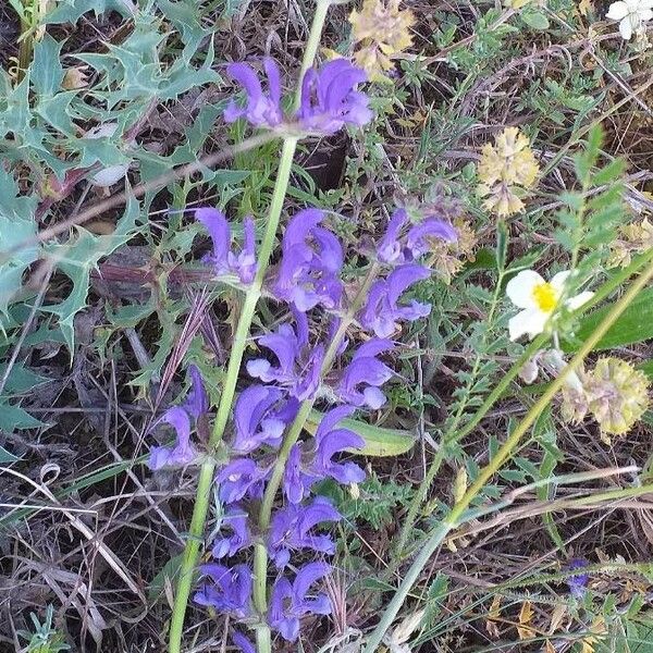 Salvia pratensis Flower