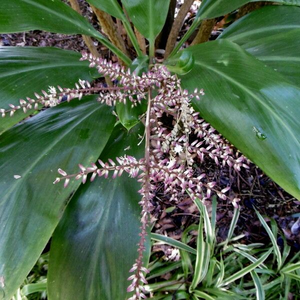 Cordyline fruticosa Blomma