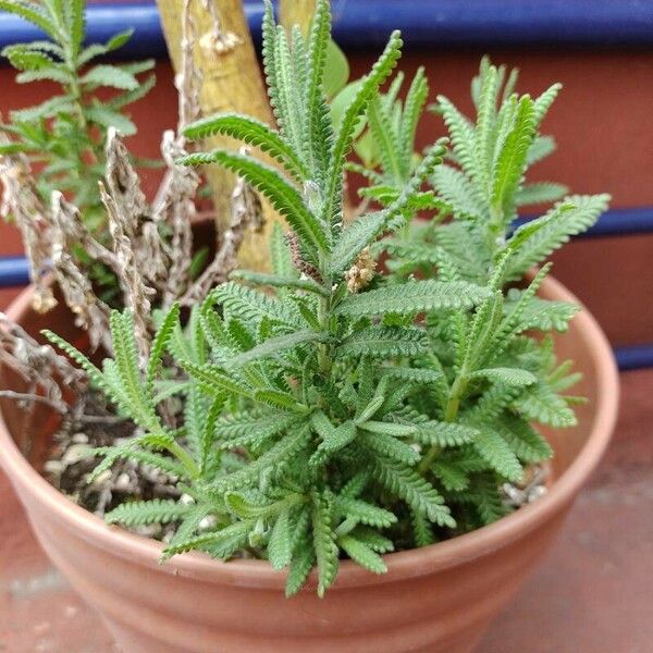 Lavandula dentata Feuille