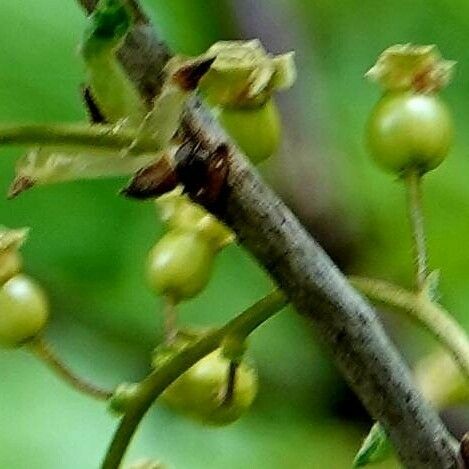 Ribes rubrum Froito