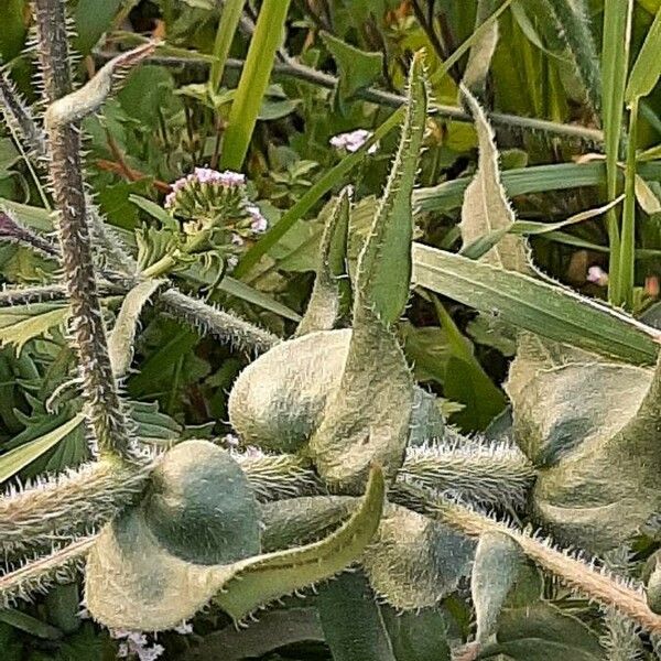 Anchusa italica Leaf