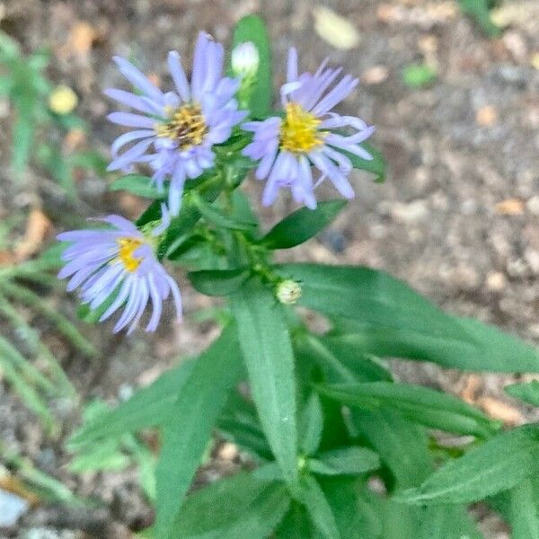 Symphyotrichum novi-belgii Lorea