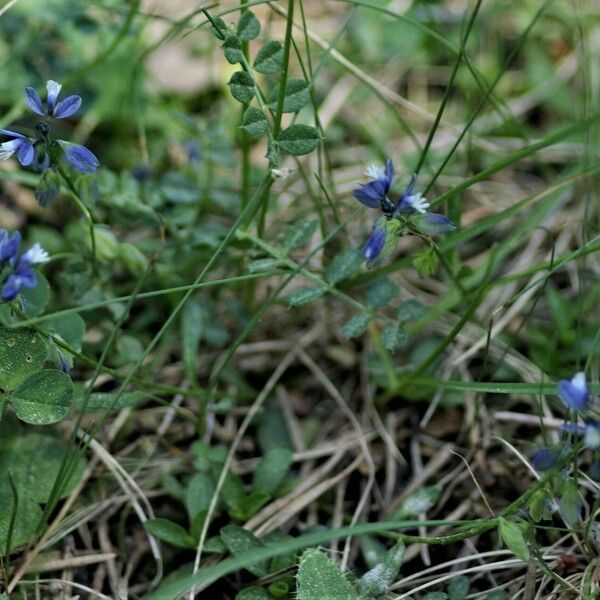 Polygala calcarea Flower