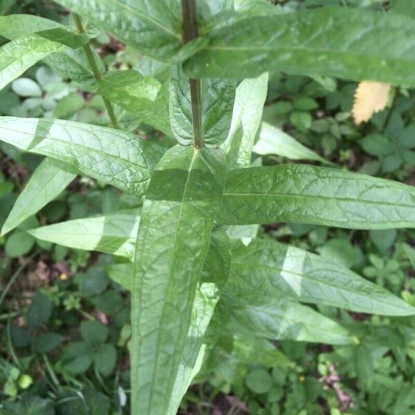 Lythrum salicaria Leaf