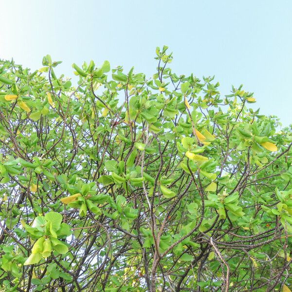 Guettarda speciosa Habit