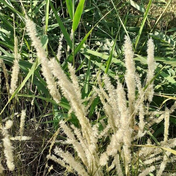 Melica ciliata Habit