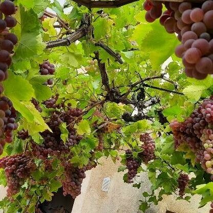 Vitis vinifera Fruit