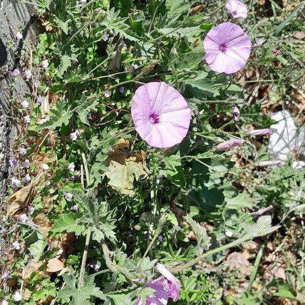 Convolvulus althaeoides Hàbitat