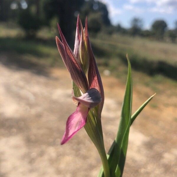 Serapias lingua Flower