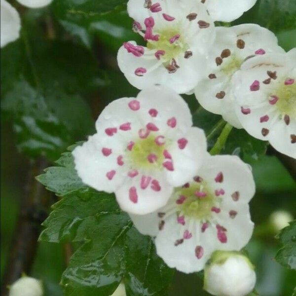 Crataegus × media Květ