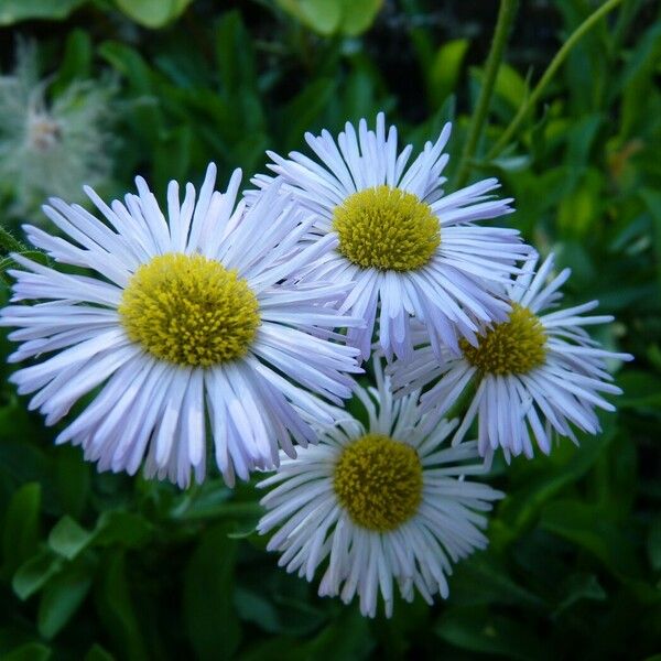 Erigeron glabellus Květ