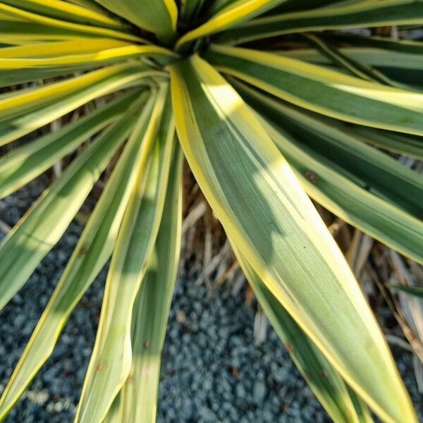 Yucca filamentosa 葉