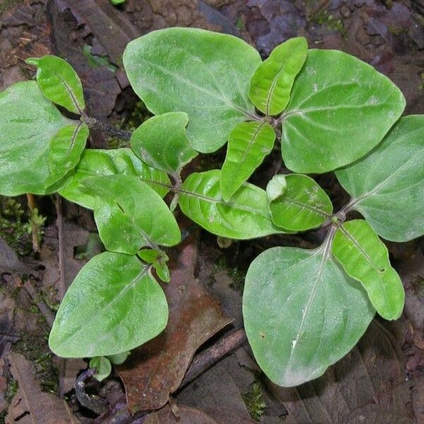 Palicourea tetragona Leaf