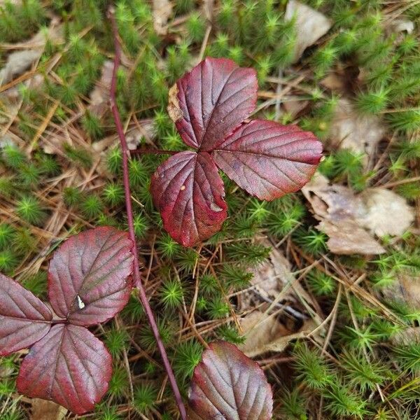 Rubus hispidus পাতা