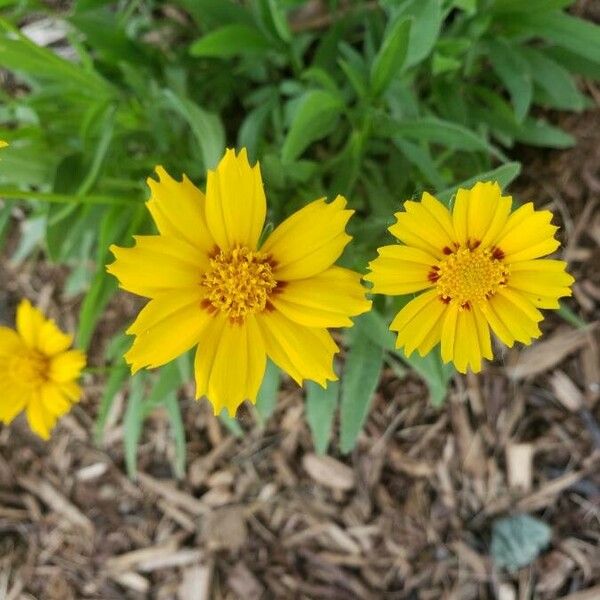 Coreopsis lanceolata ফুল