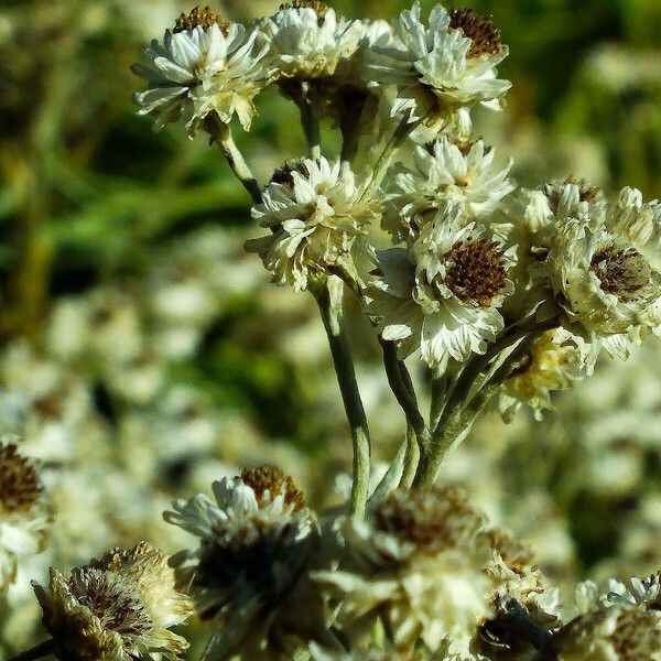 Anaphalis margaritacea Bloem