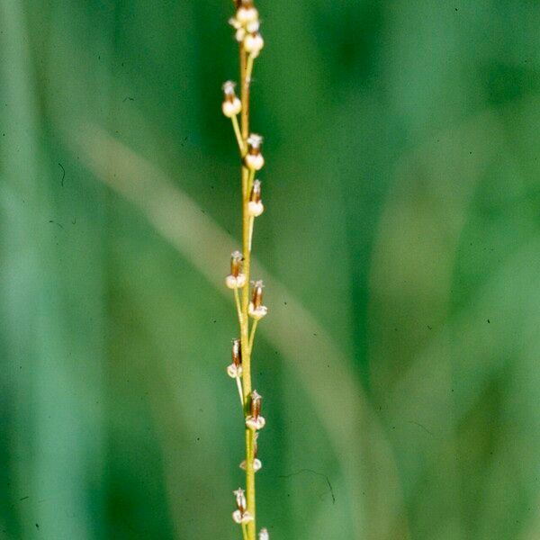 Triglochin palustris Flower