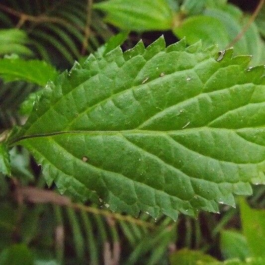 Stachytarpheta urticifolia Folha