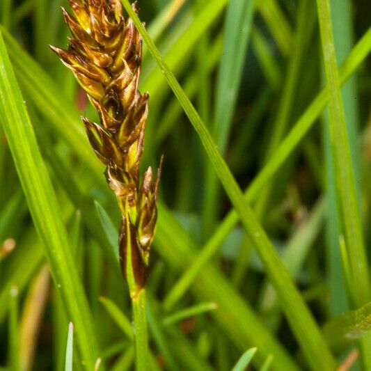 Carex disticha Фрукт