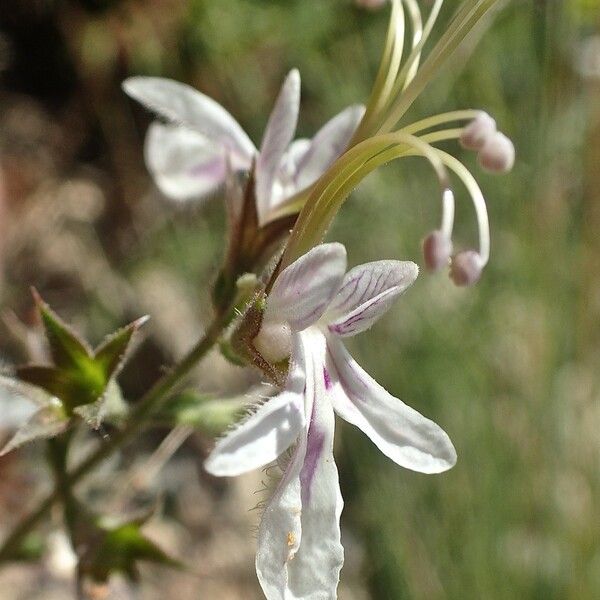 Teucrium pseudochamaepitys Flors