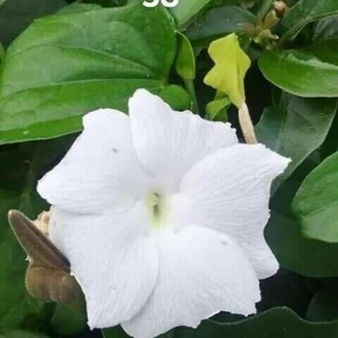 Thunbergia fragrans Kukka