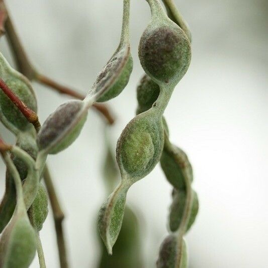 Acacia mearnsii Gyümölcs