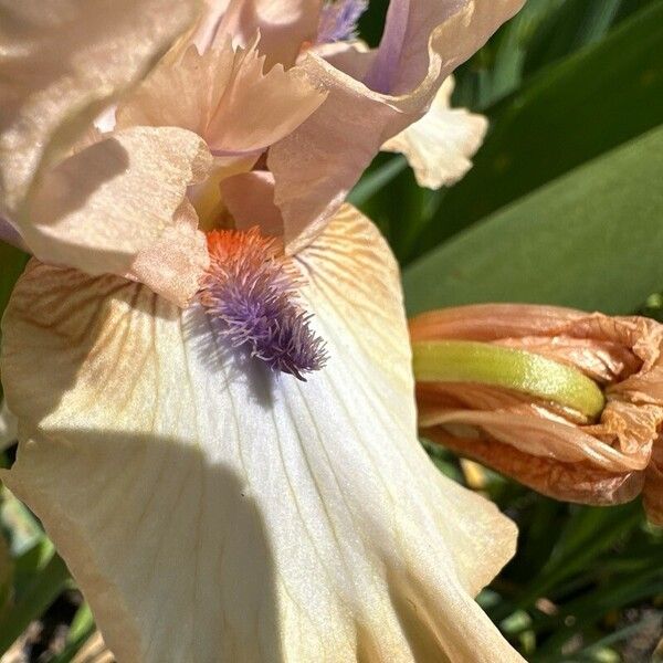 Iris barbatula Flower