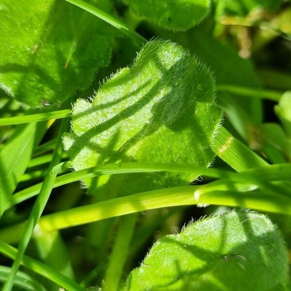 Bellis annua 葉