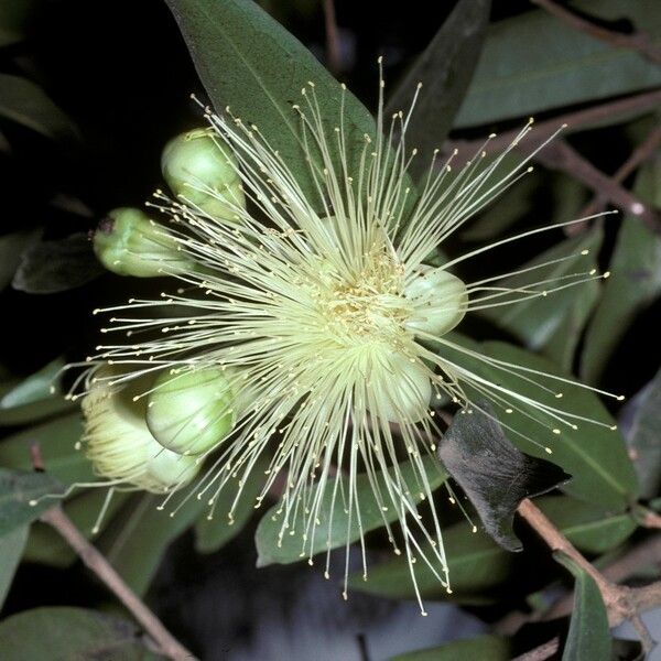 Syzygium jambos Květ