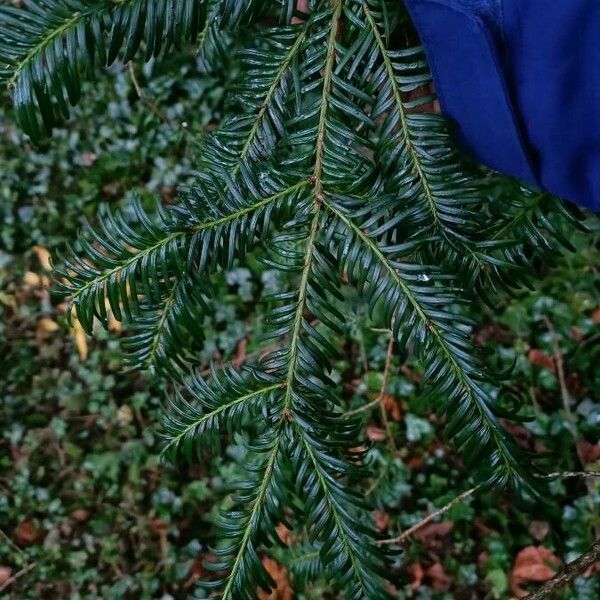 Taxus baccata 叶