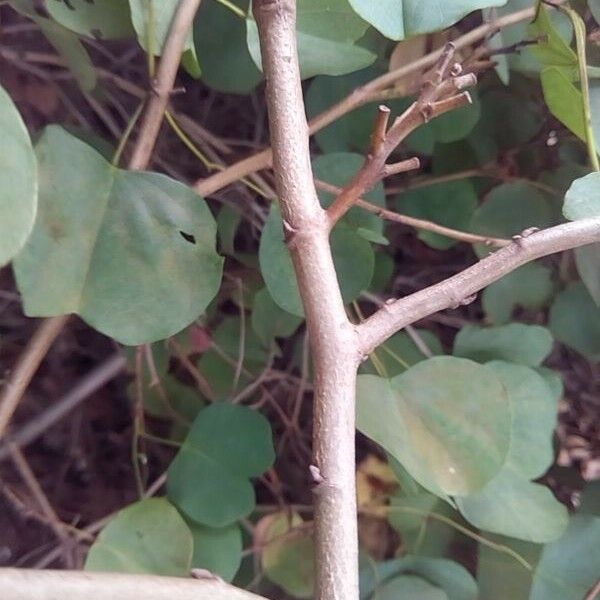 Bauhinia galpinii Bark