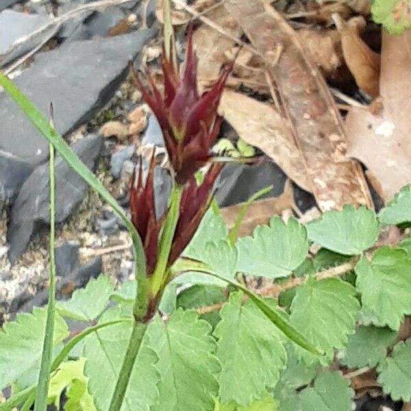 Dianthus carthusianorum Blomma