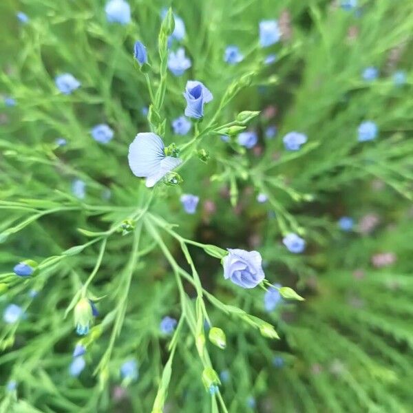 Linum usitatissimum Blodyn