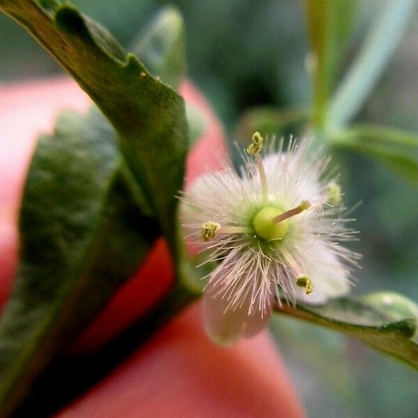 Scoparia dulcis Flower