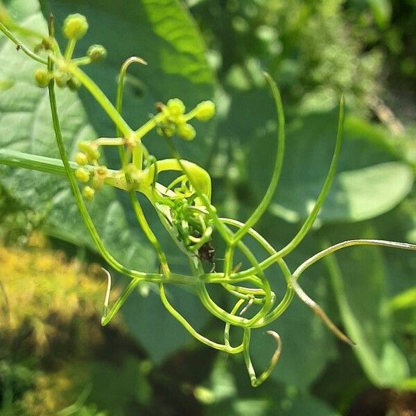 Foeniculum vulgare ফুল