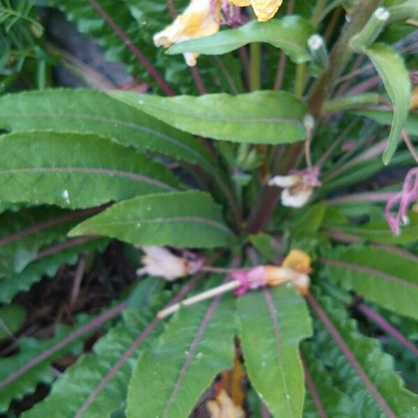 Oenothera × fallax पत्ता