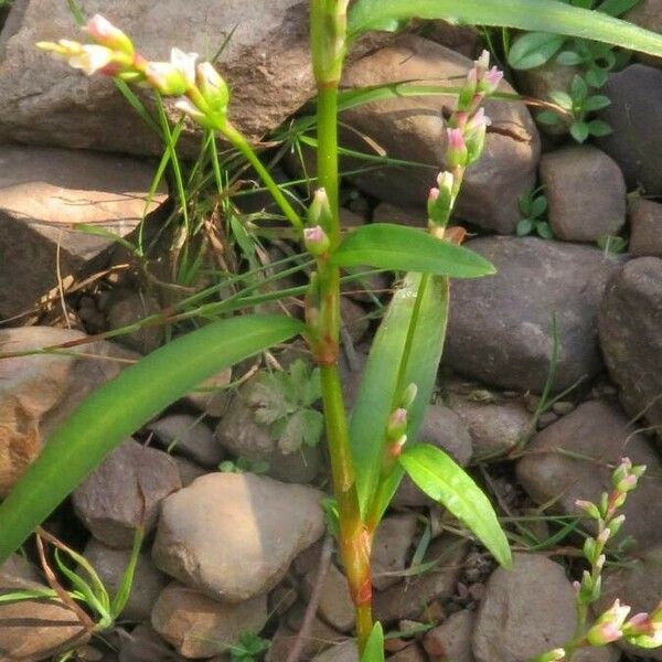 Persicaria minor Feuille