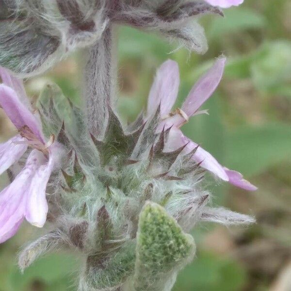 Stachys cretica Blomma