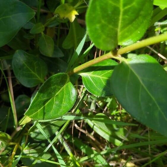 Vinca major Bark