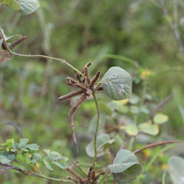 Calopogonium mucunoides 果實