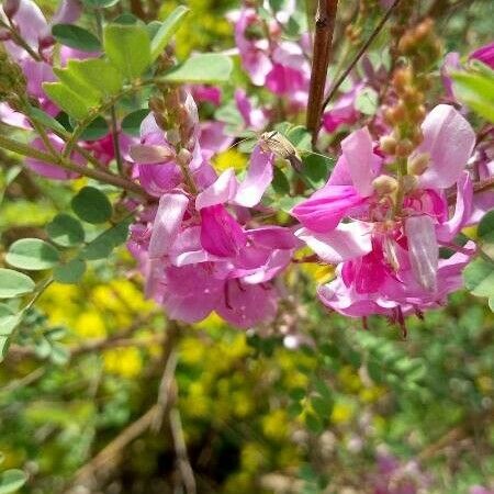 Indigofera heterantha Õis