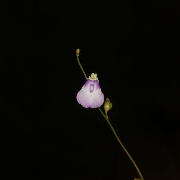 Utricularia pubescens Квітка